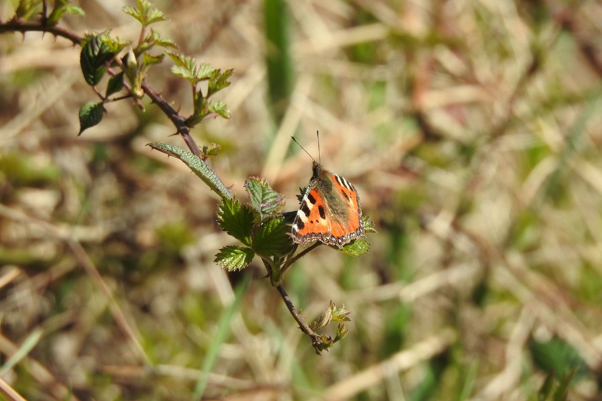 Kleiner Fuchs (Aglais urticae), (c) Michael Nickel/NABU-naturgucker.de