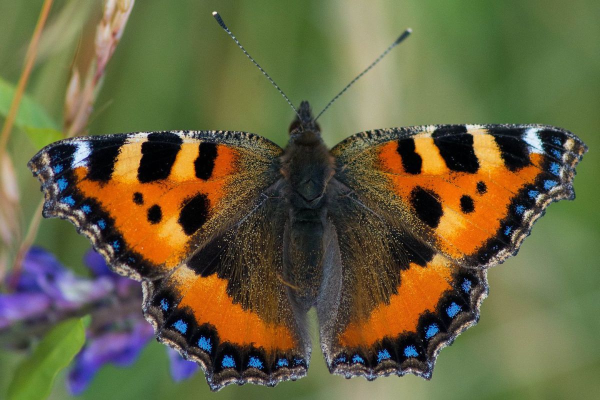 Kleiner Fuchs (Aglais urticae), (c) Peter Reus/NABU-naturgucker.de