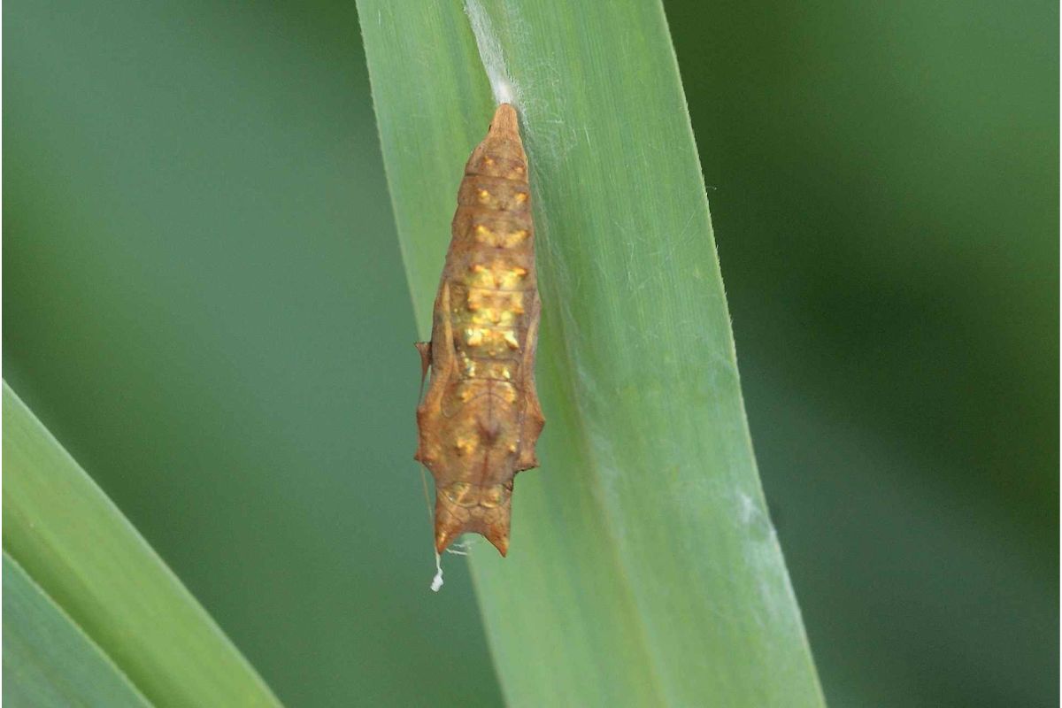 Puppe Kleiner Fuchs (Aglais urticae), (c) Gerhard Kleinschrod/NABU-naturgucker.de