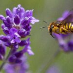 Anthidium manicatum Garten-Wollbiene