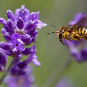 Anthidium manicatum Garten-Wollbiene