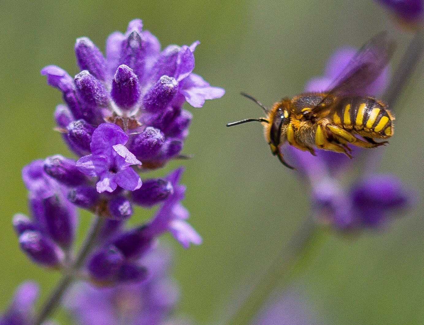 Anthidium manicatum Garten-Wollbiene