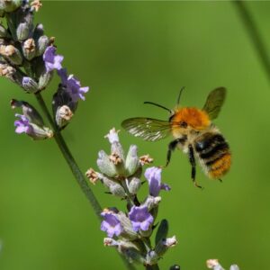 Ackerhummel (Bombus pascuorum), (c) Michael Schmidt/NABU-naturgucker.de
