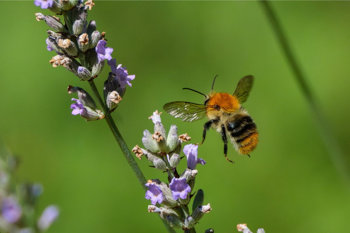 Ackerhummel (Bombus pascuorum), (c) Michael Schmidt/NABU-naturgucker.de