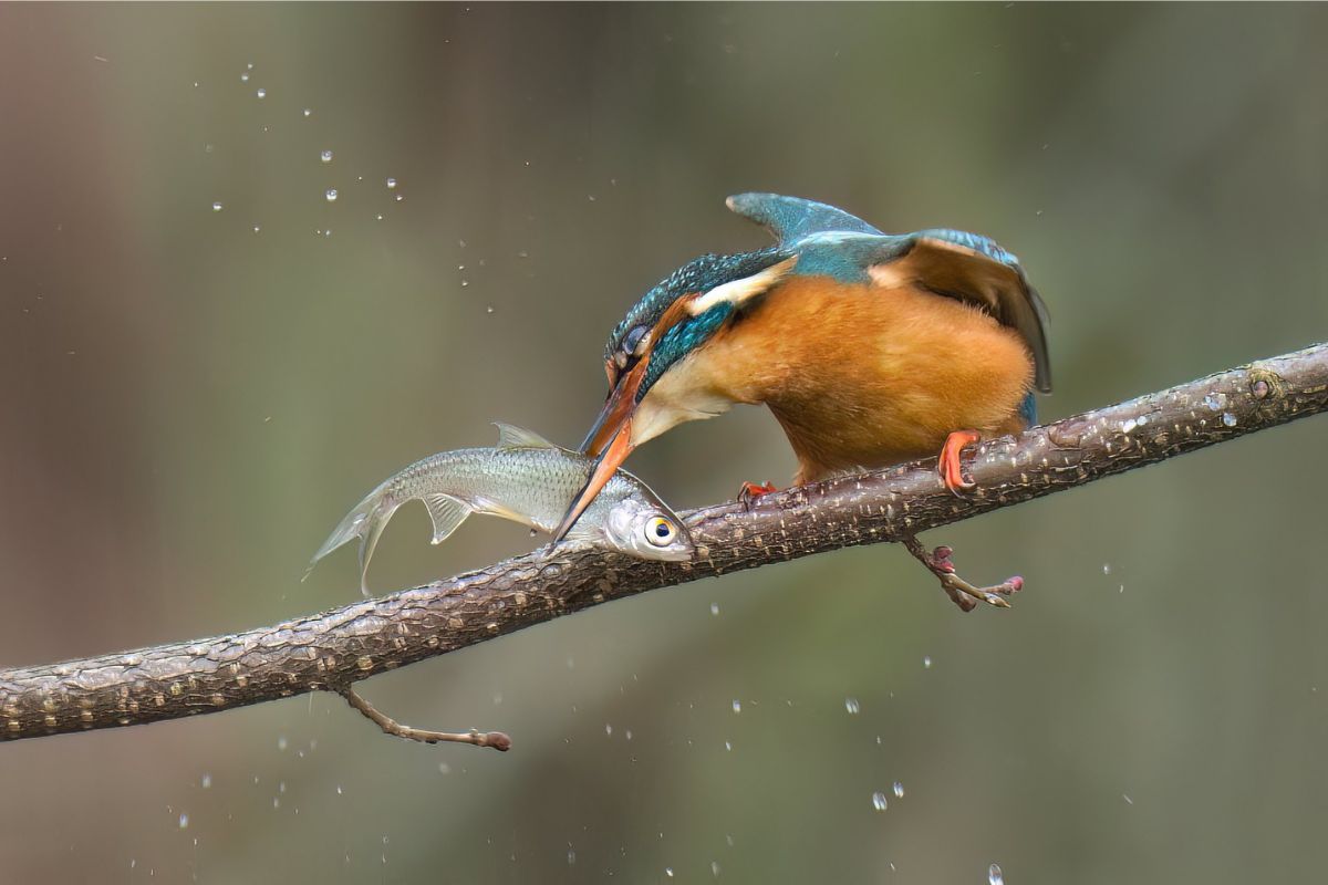 Eisvogel (Alcedo atthis), (c) Michael Wüst/NABU-naturgucker.de