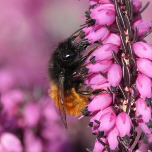 Gehörnte Mauerbiene (Osmia cornuta), (c) Benjamin Franke/NABU-naturgucker.de