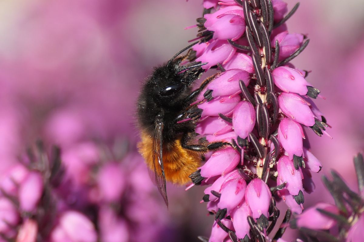 Gehörnte Mauerbiene (Osmia cornuta), (c) Benjamin Franke/NABU-naturgucker.de