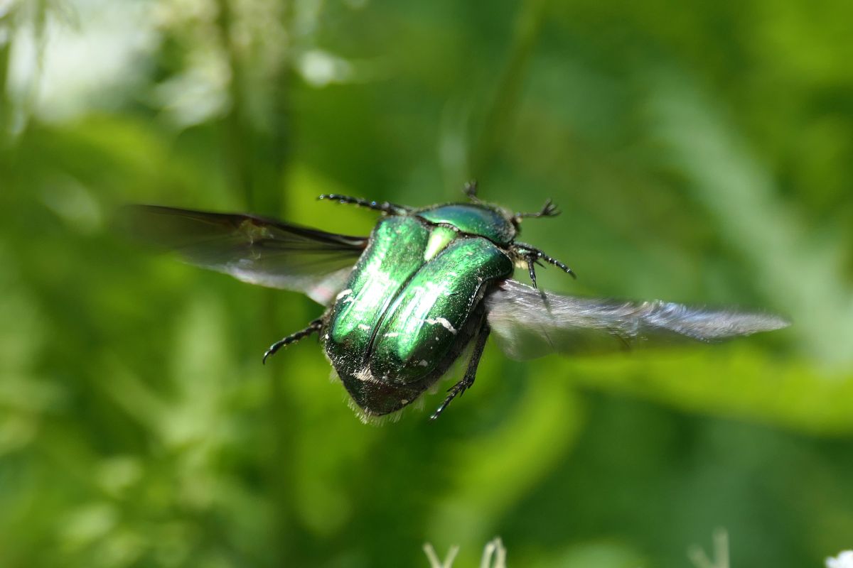 Gemeiner Rosenkäfer (Cetonia aurata), (c) Benjamin Franke/NABU-naturgucker.de