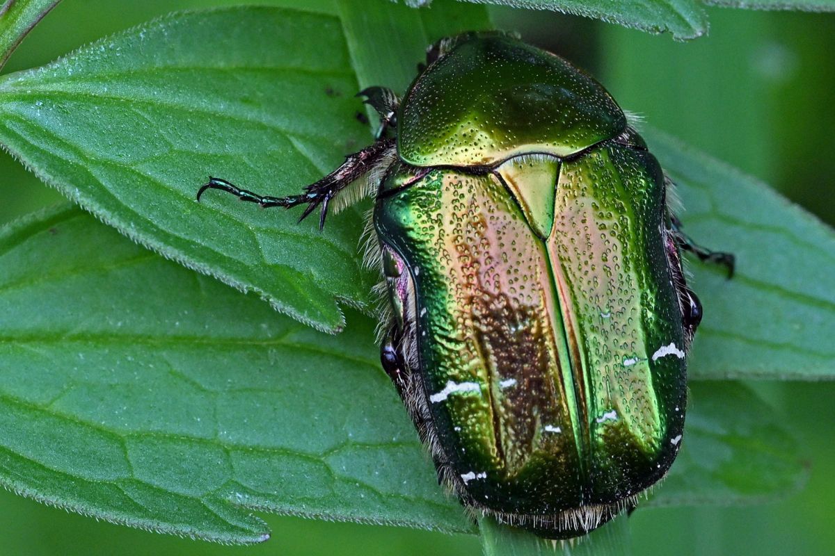 Gemeiner Rosenkäfer (Cetonia aurata), (c) Hans Schwarting/NABU-naturgucker.de
