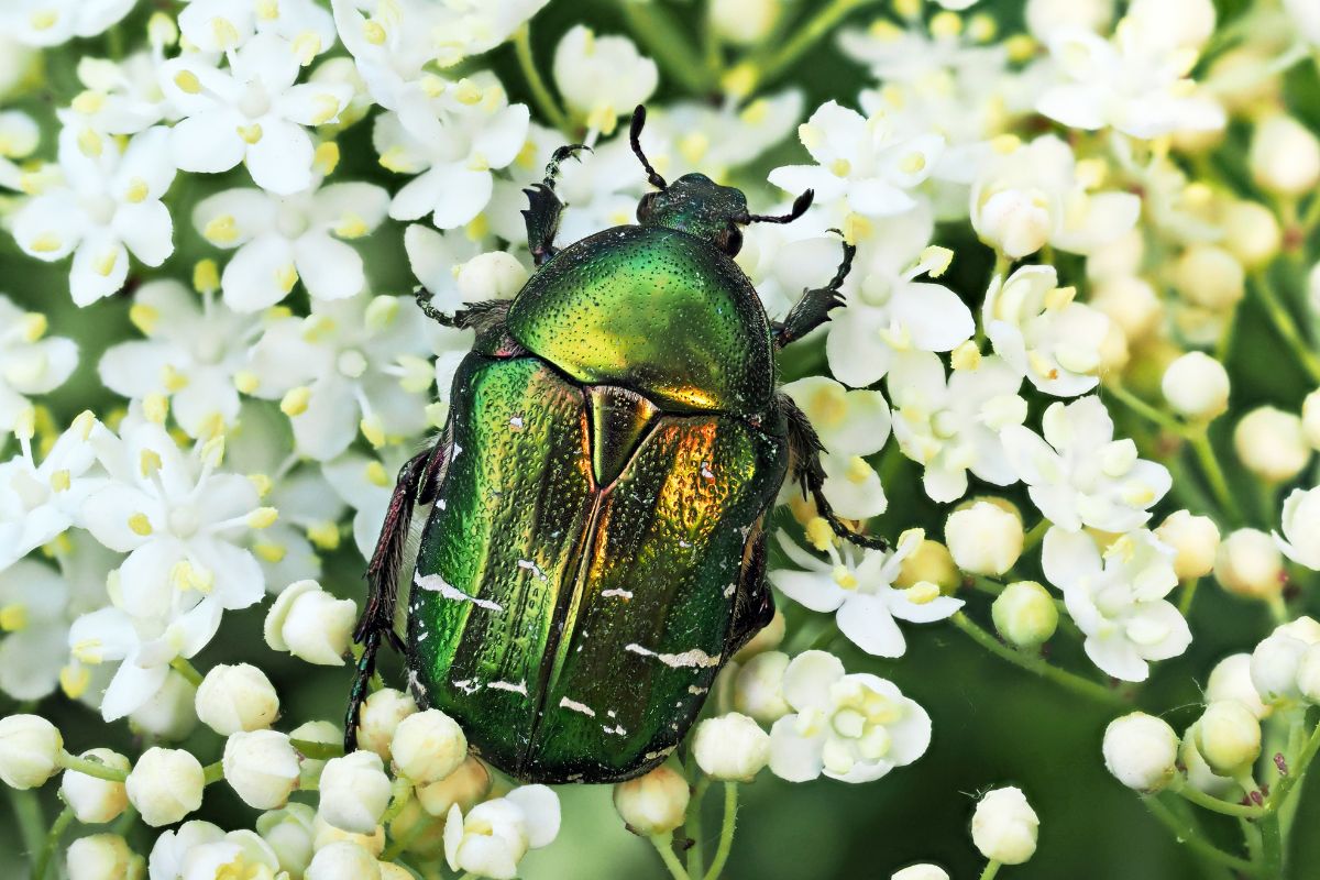 Gemeiner Rosenkäfer (Cetonia aurata), (c) Sabine Frey/NABU-naturgucker.de