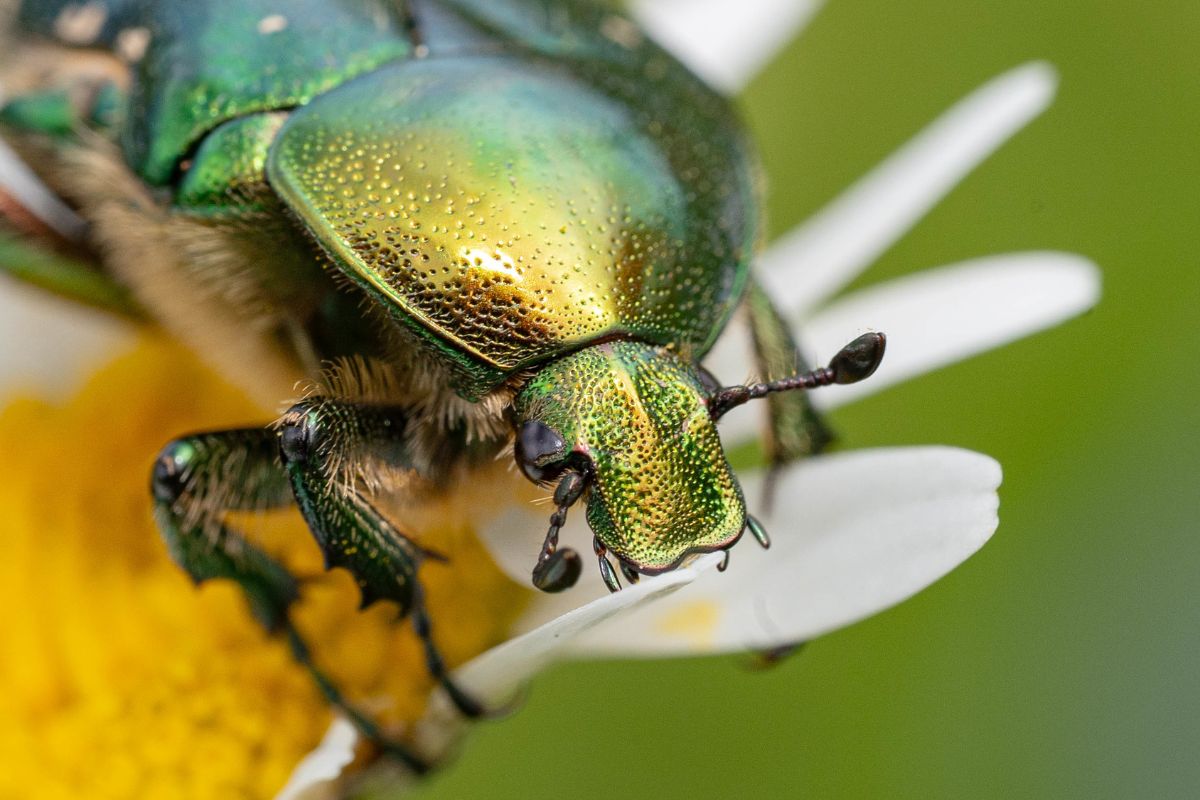 Gemeiner Rosenkäfer (Cetonia aurata), (c) Ulrich Sach/NABU-naturgucker.de