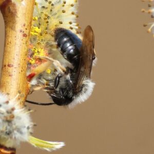 Große Weidensandbiene (Andrena vaga), (c) Karin Herr/NABU-naturgucker.de
