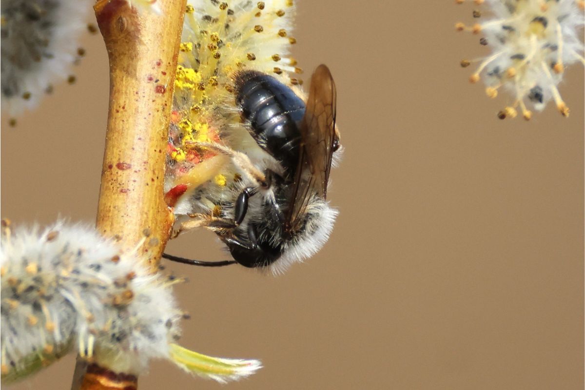 Große Weidensandbiene (Andrena vaga), (c) Karin Herr/NABU-naturgucker.de