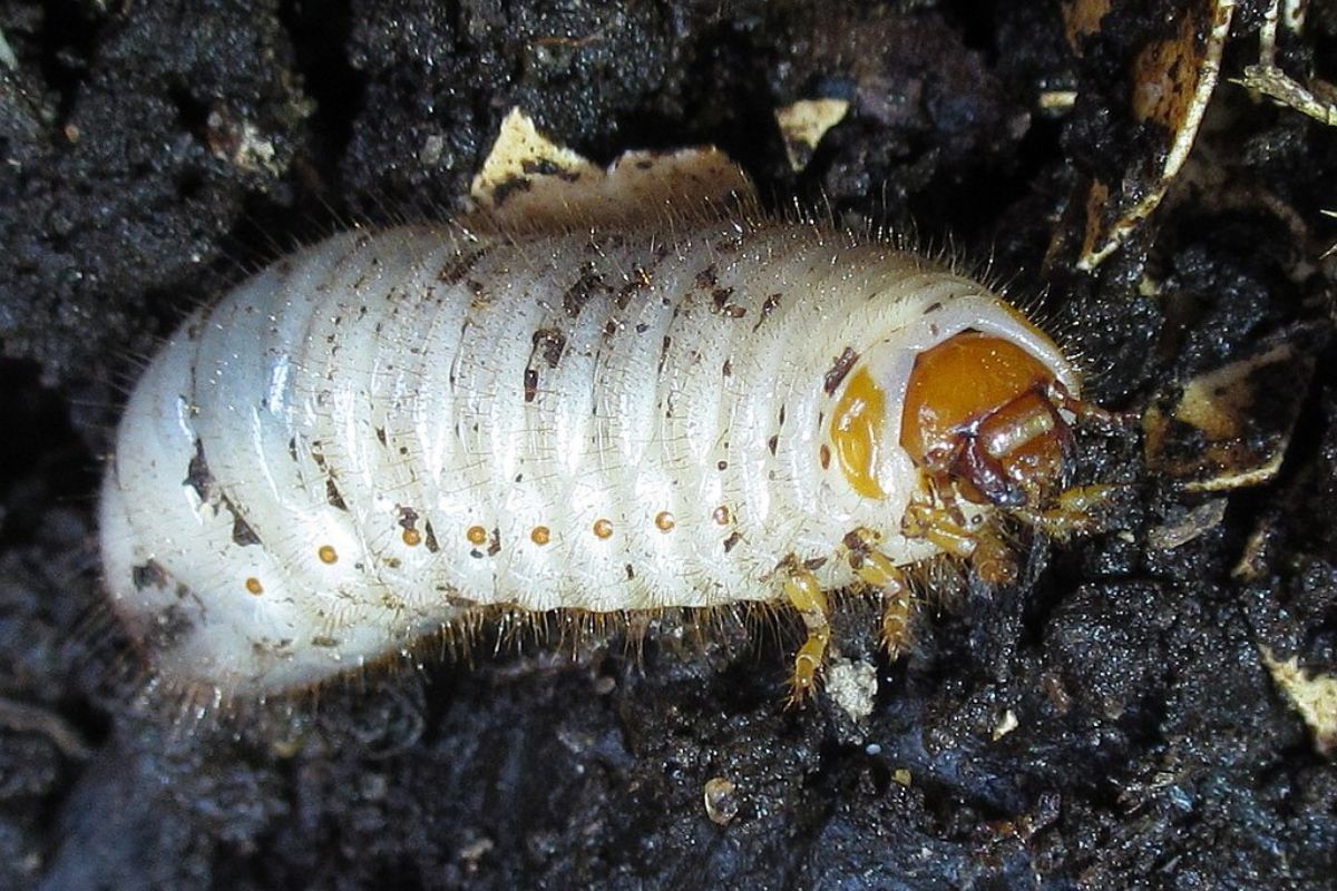 Larve Gemeiner Rosenkäfer (Cetonia aurata), (c) Jörg Siemers/NABU-naturgucker.de