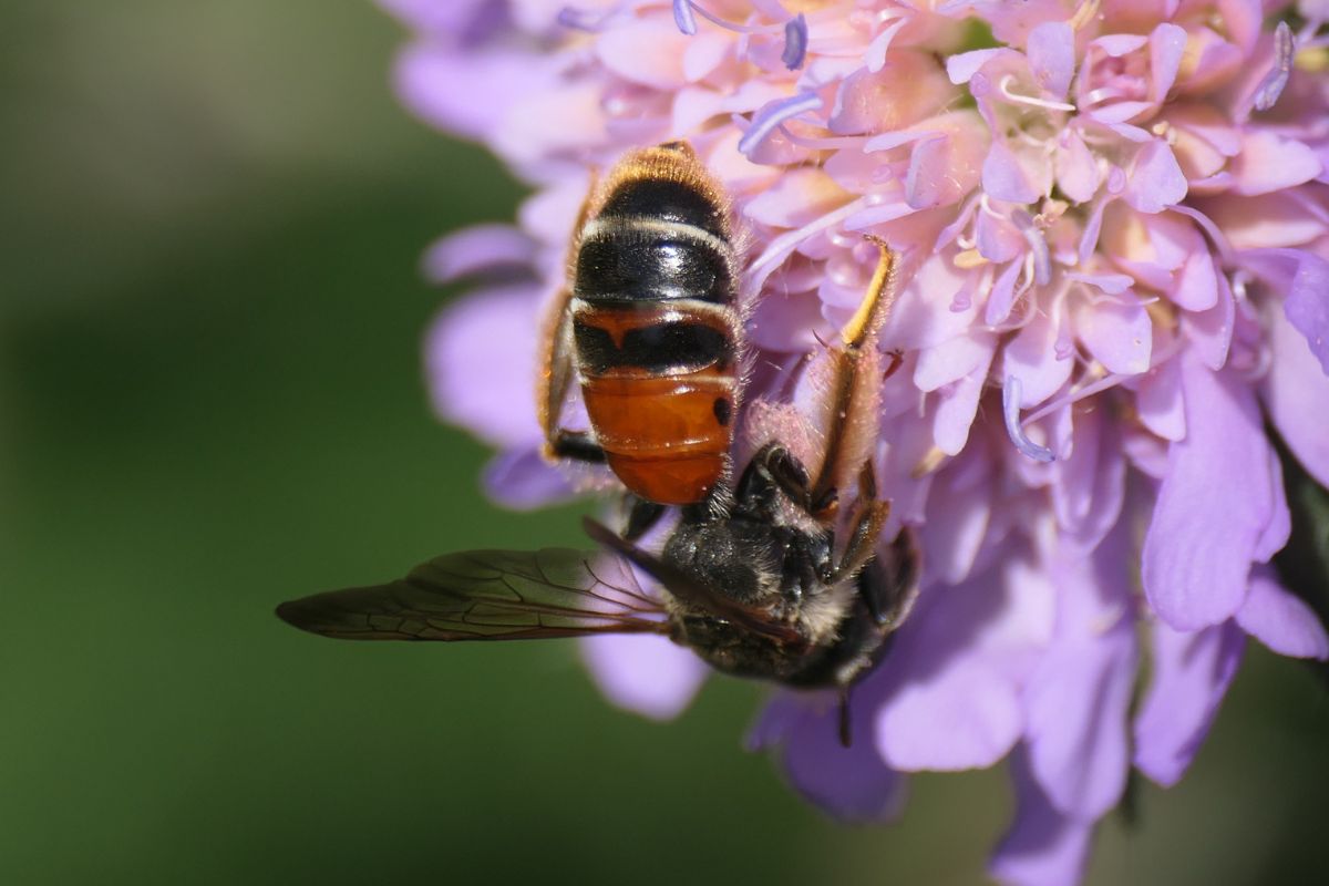 Knautien-Sandbiene (Andrena hattorfiana), (c) Benjamin Franke/NABU-naturgucker.de