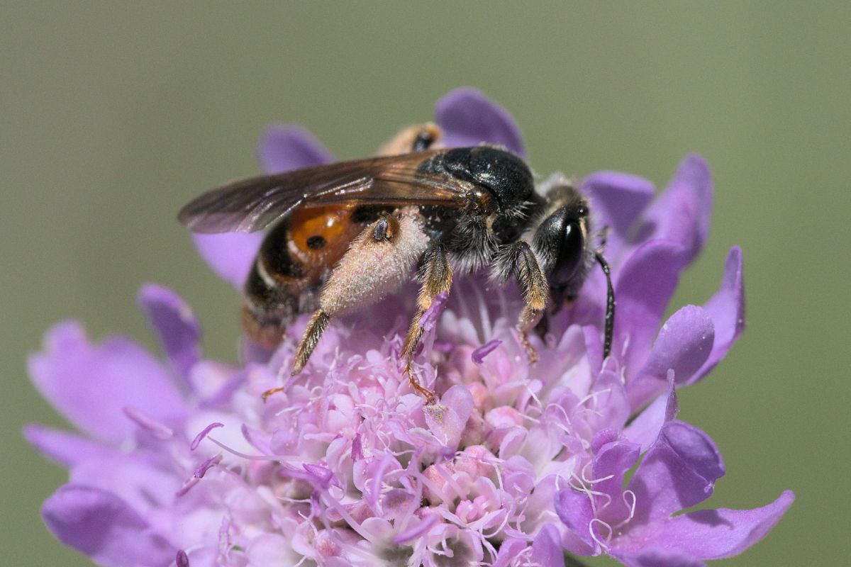 Knautien-Sandbiene (Andrena hattorfiana), (c) Kathrin Middelhoff/NABU-naturgucker.de
