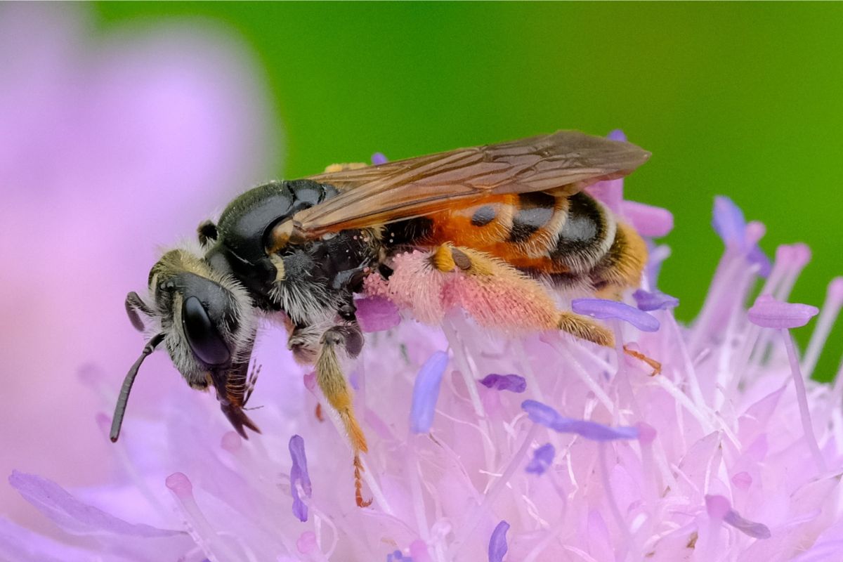 Knautien-Sandbiene (Andrena hattorfiana), (c) Margit Springer/NABU-naturgucker.de