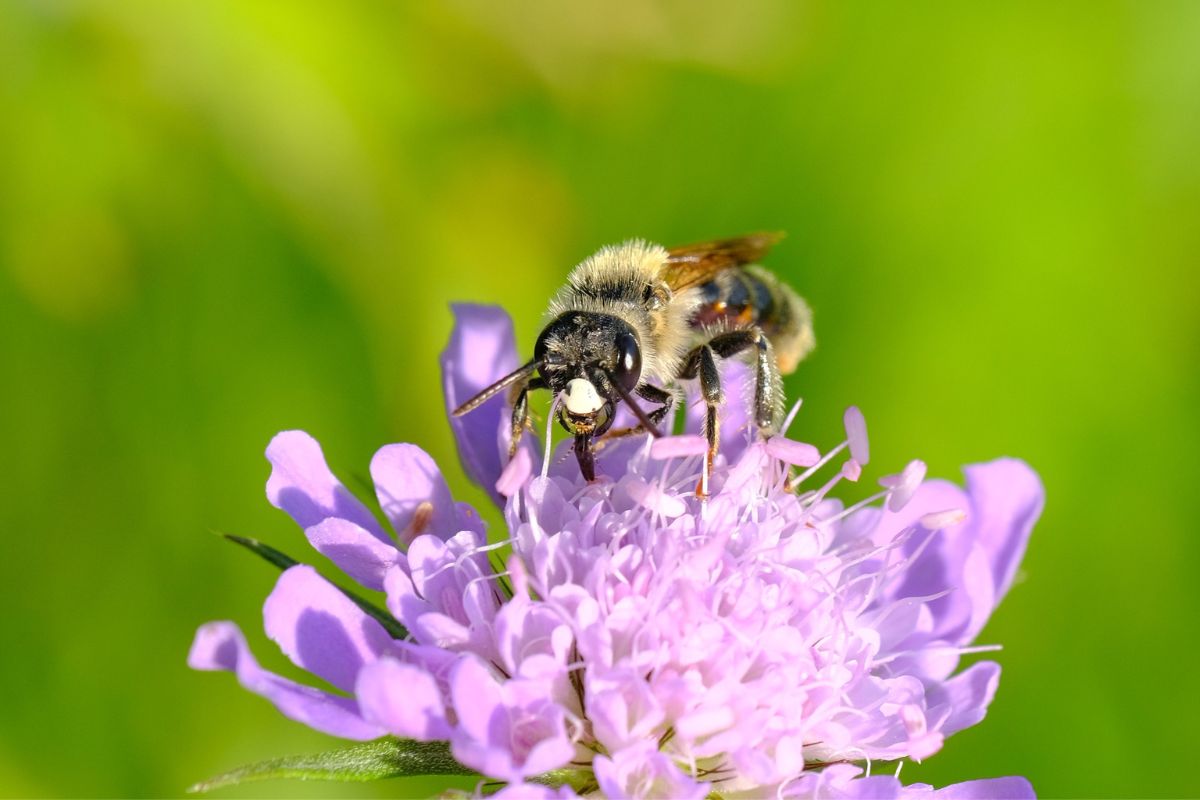 Knautien-Sandbiene (Andrena hattorfiana), (c) Margit Springer/NABU-naturgucker.de