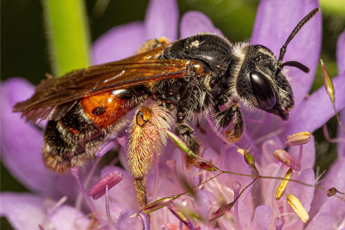 Knautien-Sandbiene (Andrena hattorfiana), (c) René Gropp/NABU-naturgucker.de