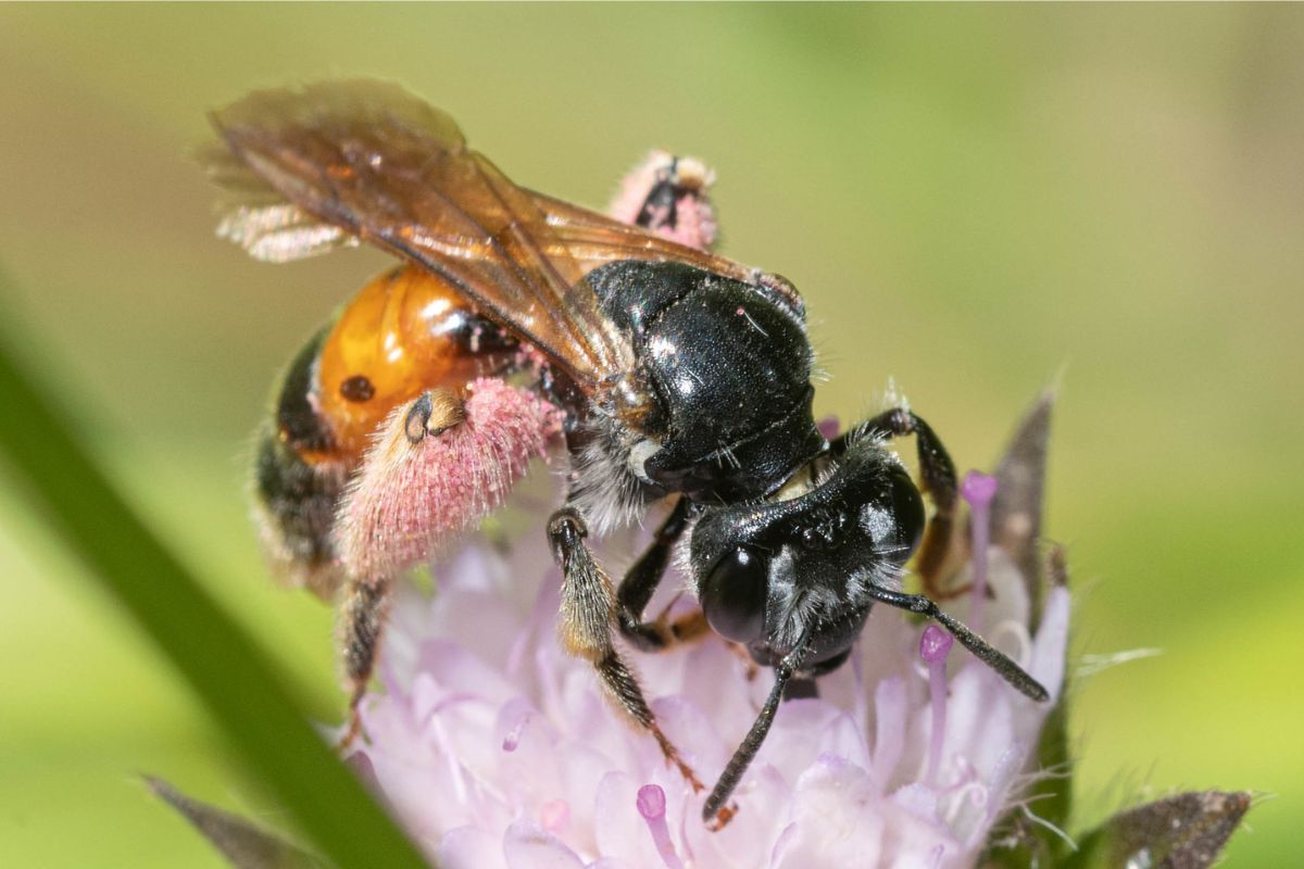 Knautien-Sandbiene (Andrena hattorfiana), (c) Ulrich Sach/NABU-naturgucker.de