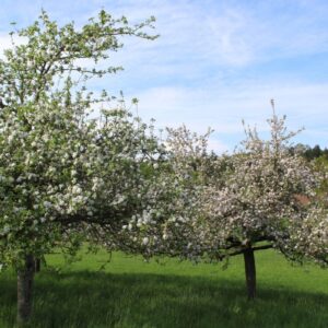 Kultur-Apfel (Malus domestica), (c) Birgit Wichelmann-Werth/NABU-naturgucker.de