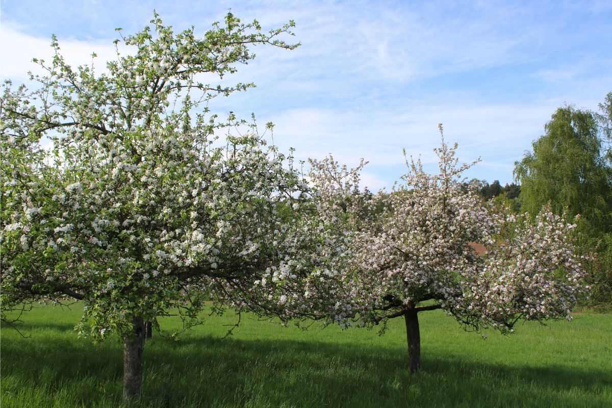 Kultur-Apfel (Malus domestica), (c) Birgit Wichelmann-Werth/NABU-naturgucker.de