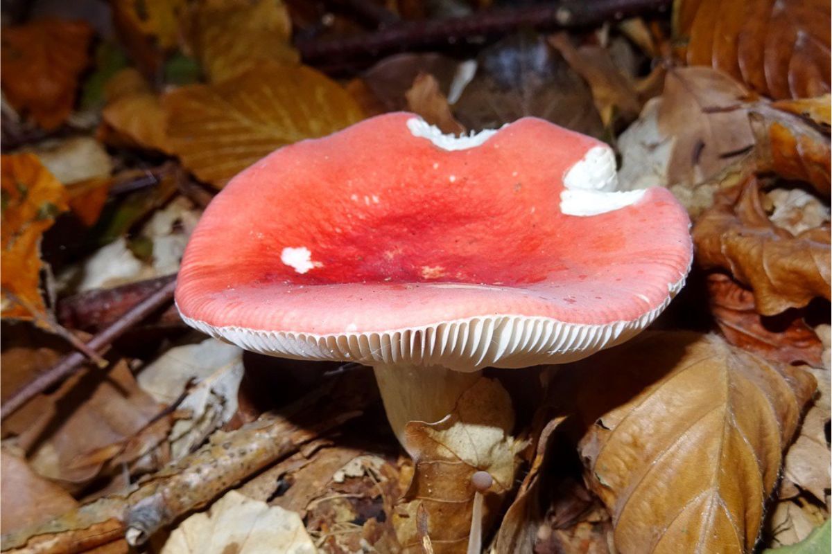 Buchen-Speitäubling (Russula nobilis), (c) Andre Fischer/NABU-naturgucker.de