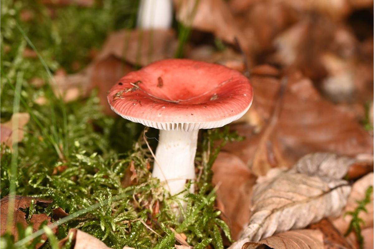 Buchen-Speitäubling (Russula nobilis), (c) Andre Fischer/NABU-naturgucker.de