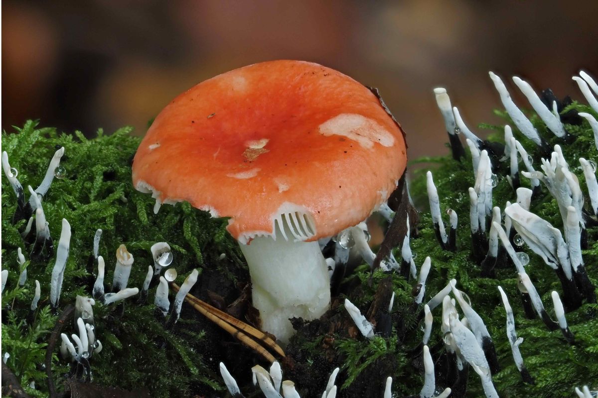 Buchen-Speitäubling (Russula nobilis), (c) Bernhard Konzen/NABU-naturgucker.de