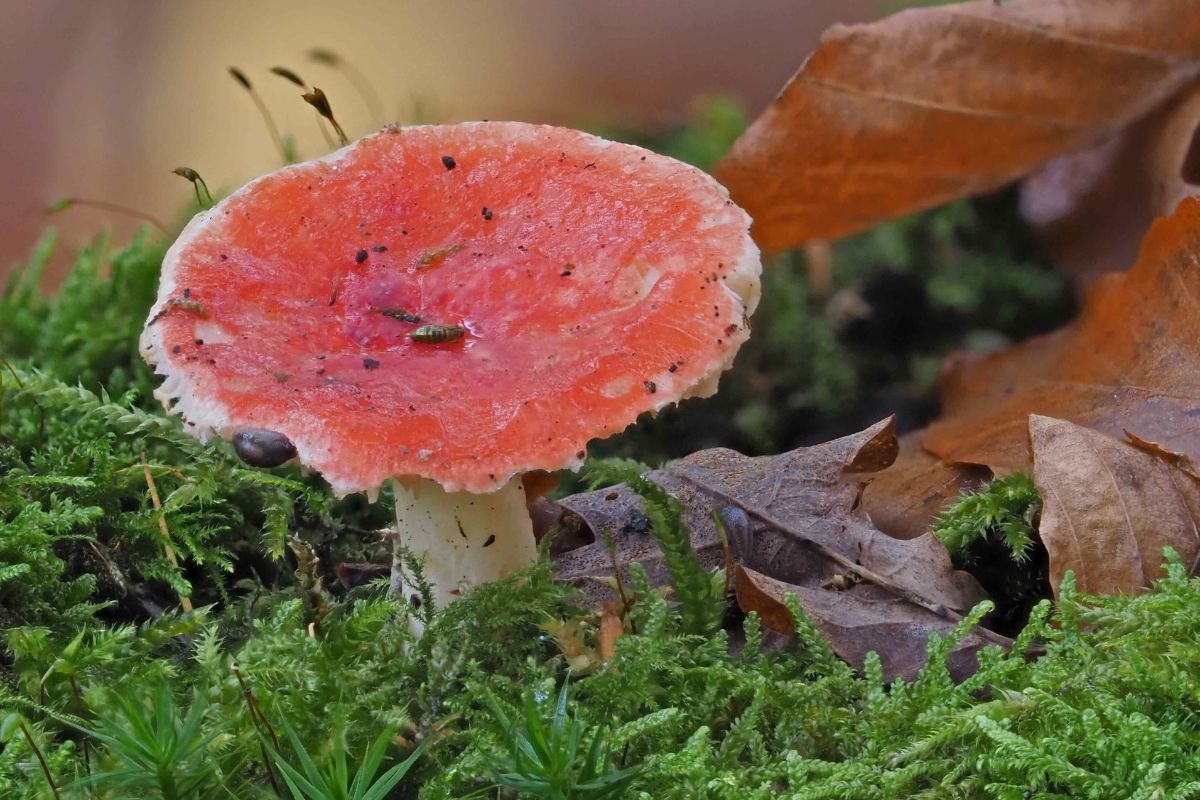 Buchen-Speitäubling (Russula nobilis), (c) Bernhard Konzen/NABU-naturgucker.de