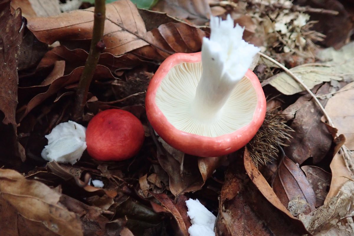 Buchen-Speitäubling (Russula nobilis), (c) Marius Seiler/NABU-naturgucker.de