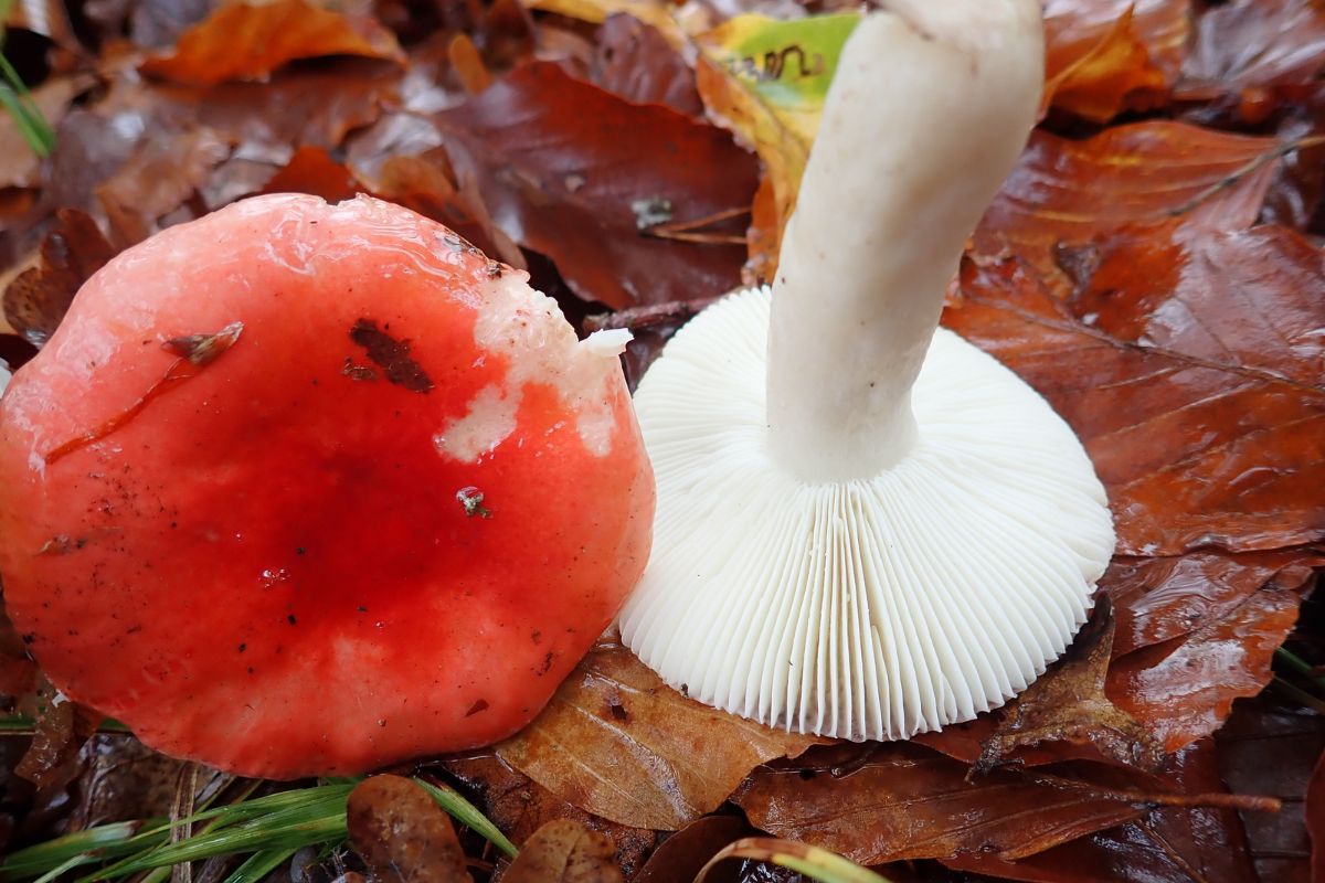 Buchen-Speitäubling (Russula nobilis), (c) Marius Seiler/NABU-naturgucker.de