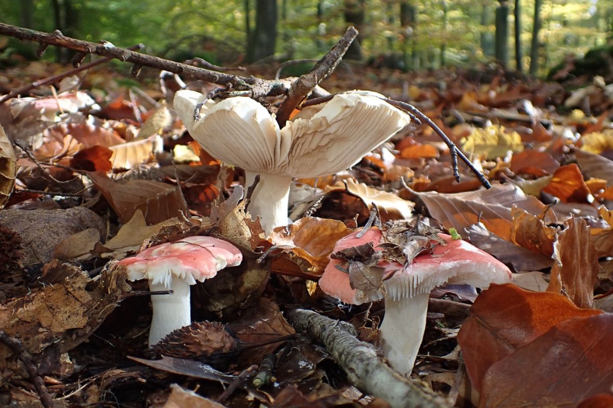 Buchen-Speitäubling (Russula nobilis), (c) Rita Lüder/NABU-naturgucker.de