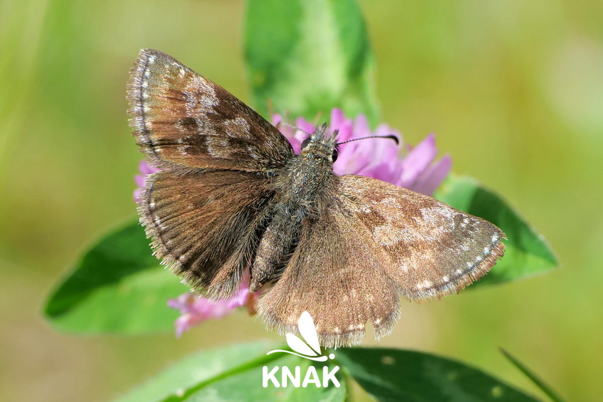 Erynnis tages (Dickkopffalter)
