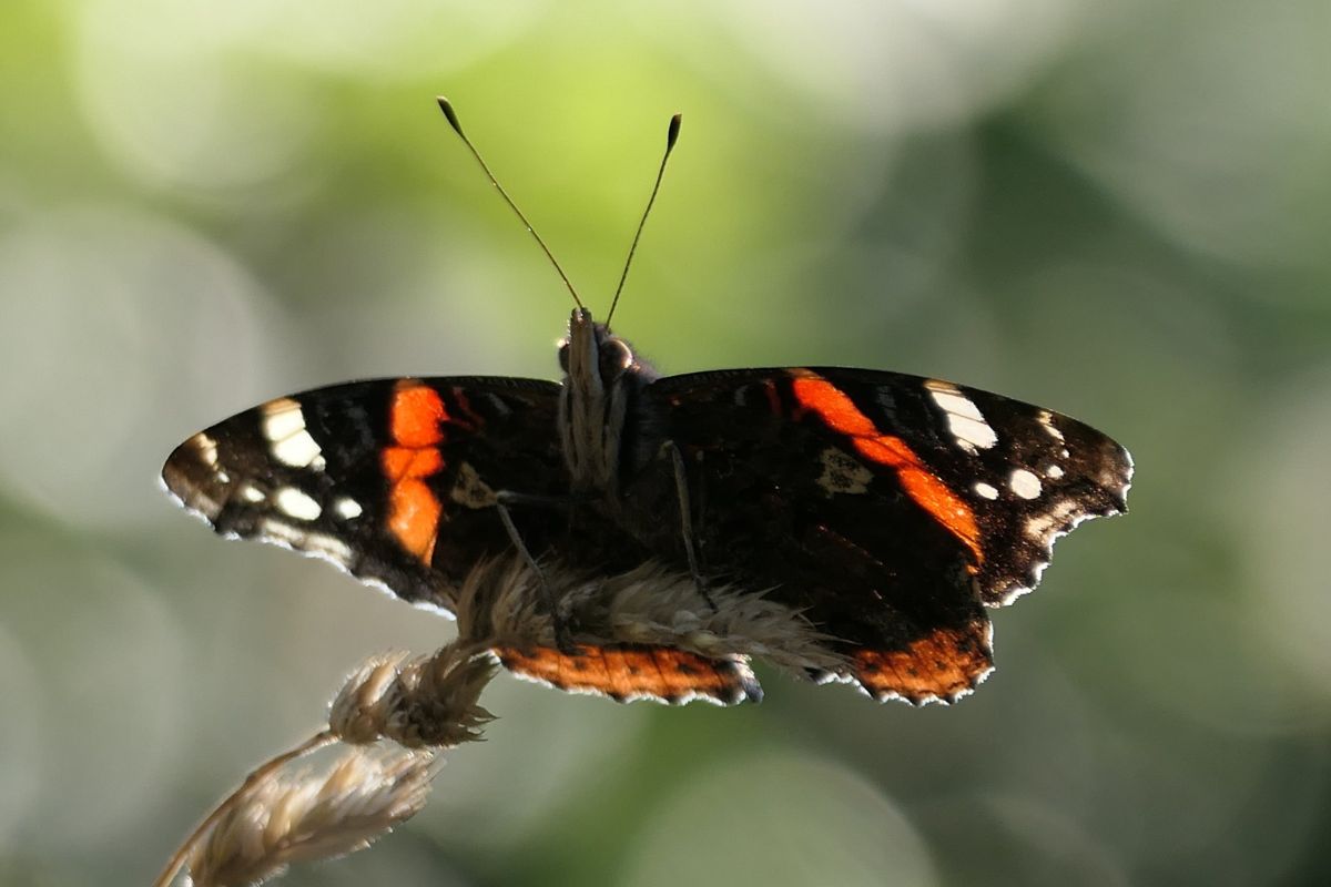 Admiral (Vanessa atalanta), (c) Benjamin Franke/NABU-naturgucker.de