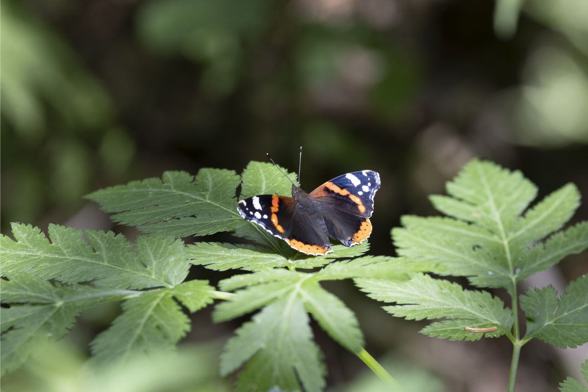 Admiral (Vanessa atalanta), (c) Gudrun Müller/NABU-naturgucker.de