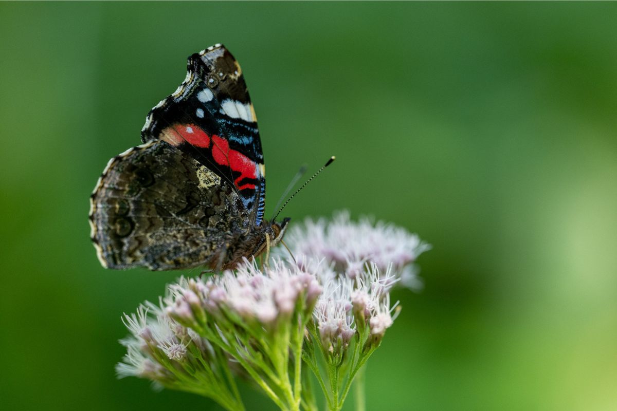 Admiral (Vanessa atalanta), (c) Maik Kreutzkam/NABU-naturgucker.de