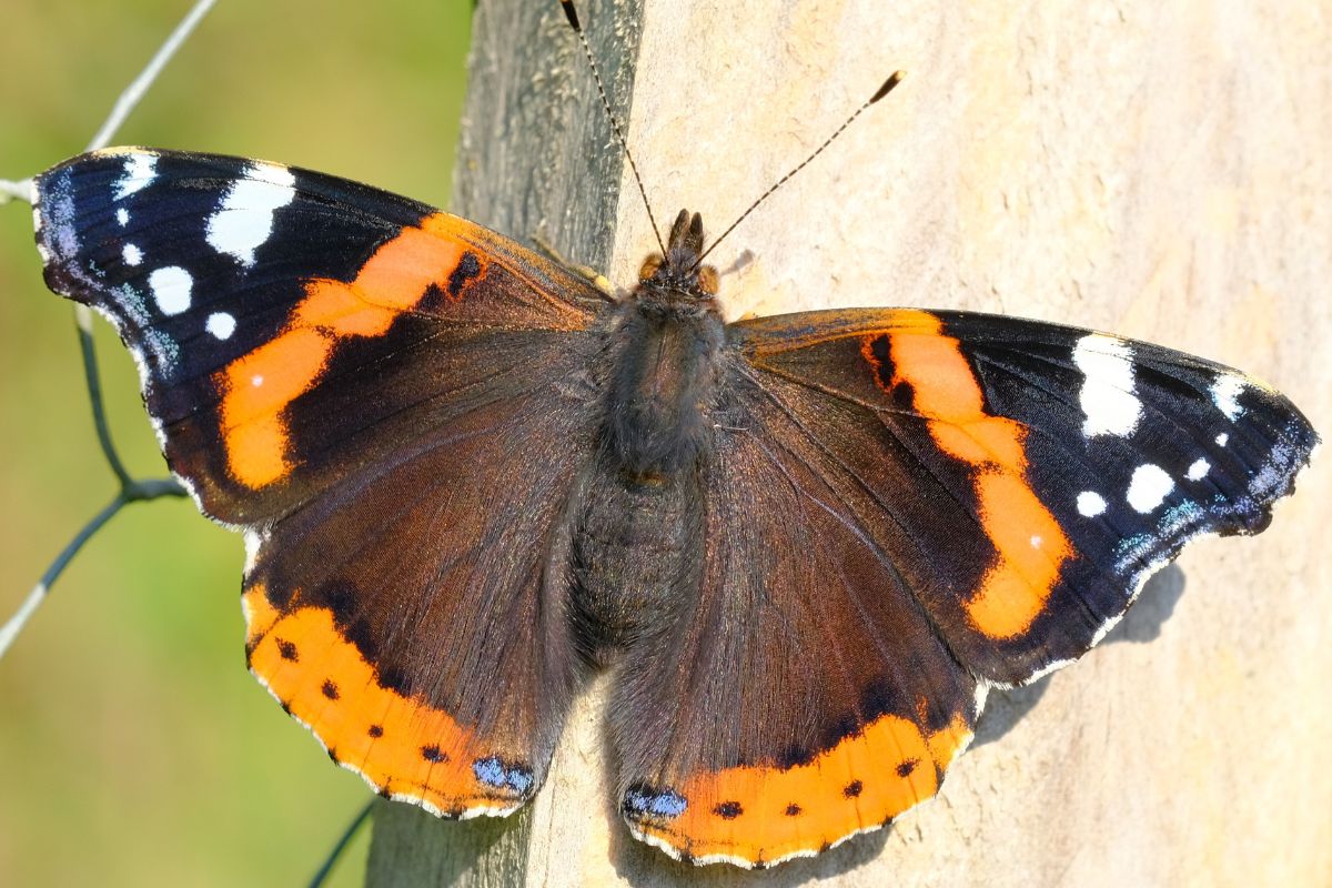 Admiral (Vanessa atalanta), (c) Margit Springer/NABU-naturgucker.de