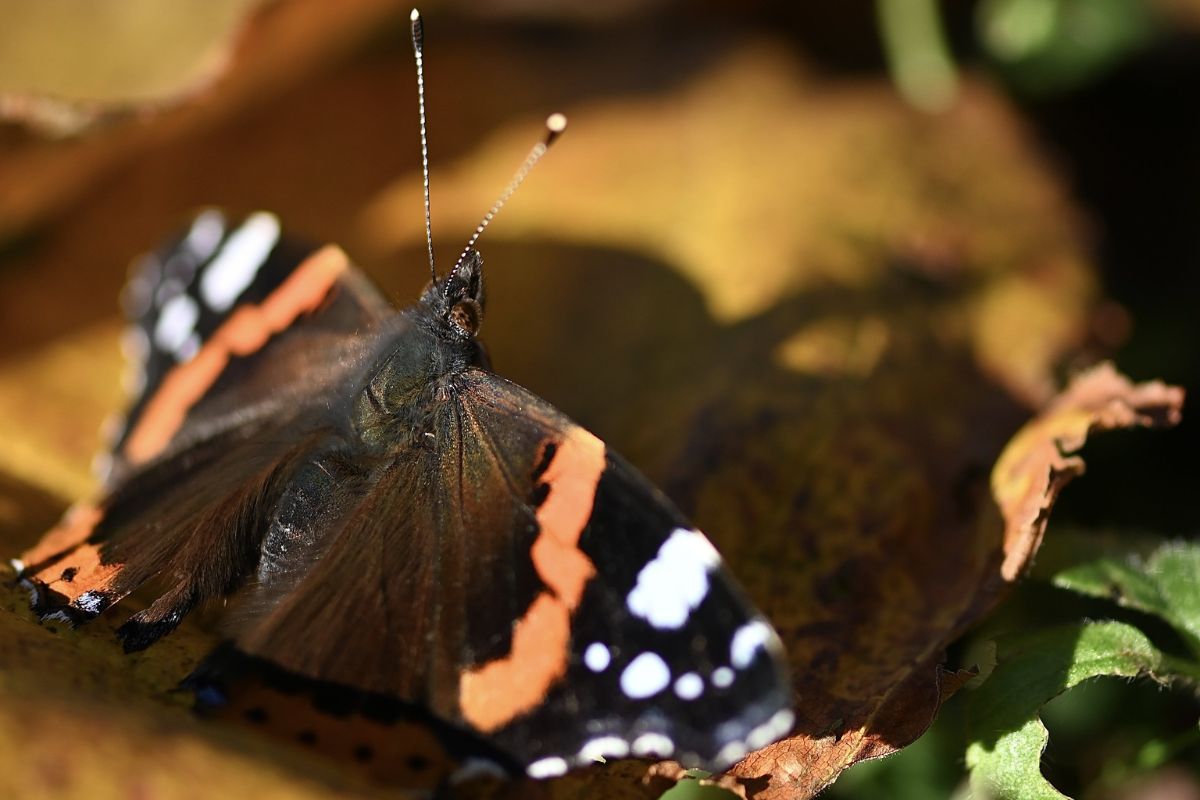Admiral (Vanessa atalanta), (c) Nicola Glaser/NABU-naturgucker.de