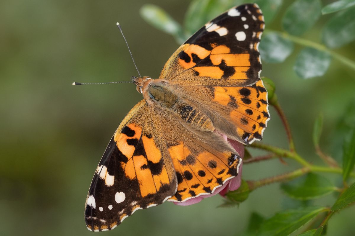 Distelfalter (Vanessa cardui), (c) Antje Schultner/NABU-naturgucker.de