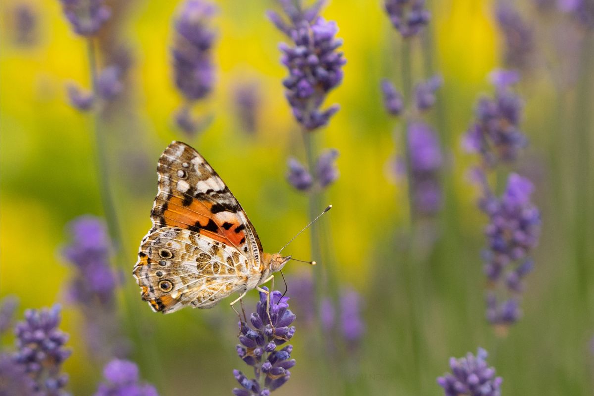 Distelfalter (Vanessa cardui), (c) Etspüler Bernhard/NABU-naturgucker.de