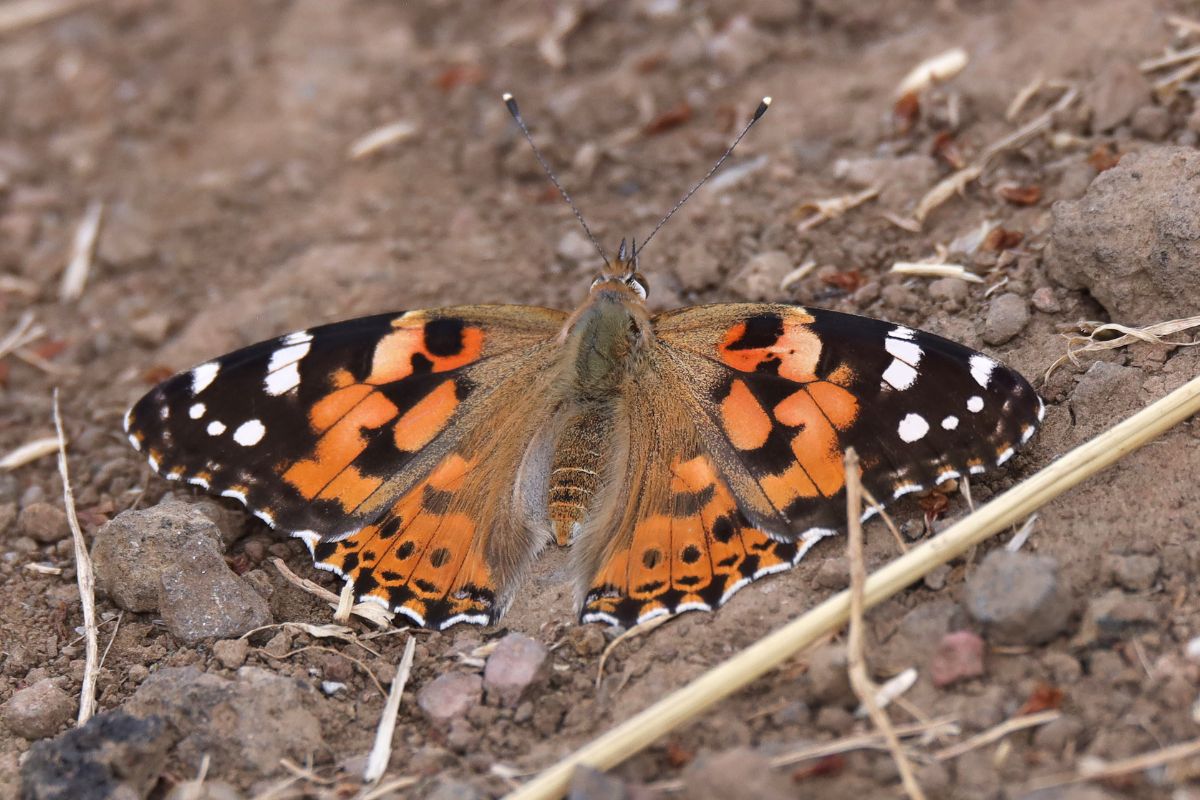 Distelfalter (Vanessa cardui), (c) Kerstin Kleinke/NABU-naturgucker.de