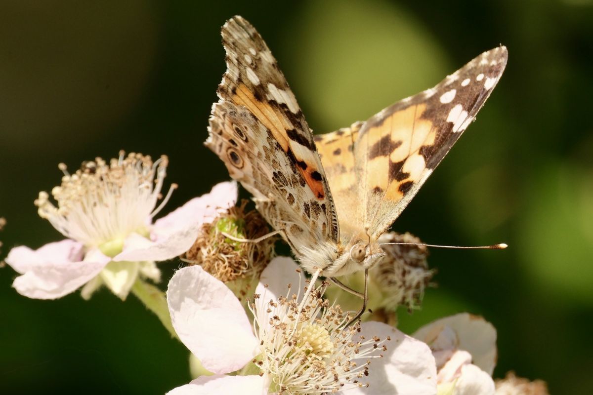 Distelfalter (Vanessa cardui), (c) Silke Kurzbach/NABU-naturgucker.de