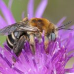 Flockenblumen-Langhornbiene (Tetralonia dentata), (c) Benjamin Franke/NABU-naturgucker.de