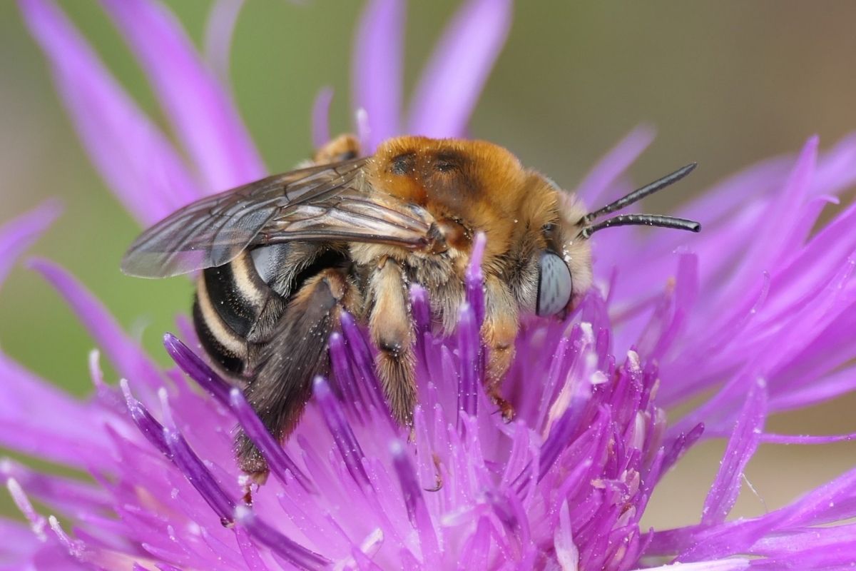 Flockenblumen-Langhornbiene (Tetralonia dentata), (c) Benjamin Franke/NABU-naturgucker.de