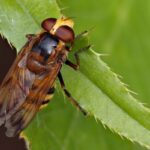 Gebänderte Waldschwebfliege (Volucella inanis), (c) Bernhard Konzen/NABU-naturgucker.de