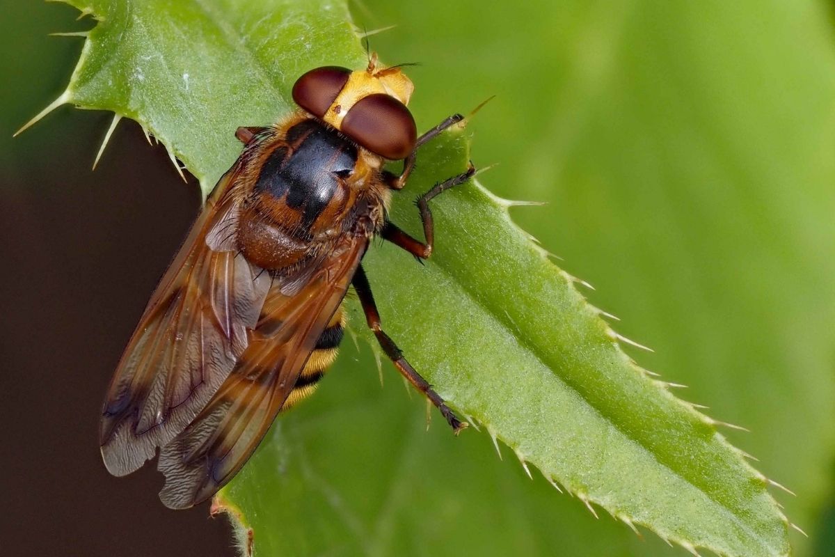 Gebänderte Waldschwebfliege (Volucella inanis), (c) Bernhard Konzen/NABU-naturgucker.de