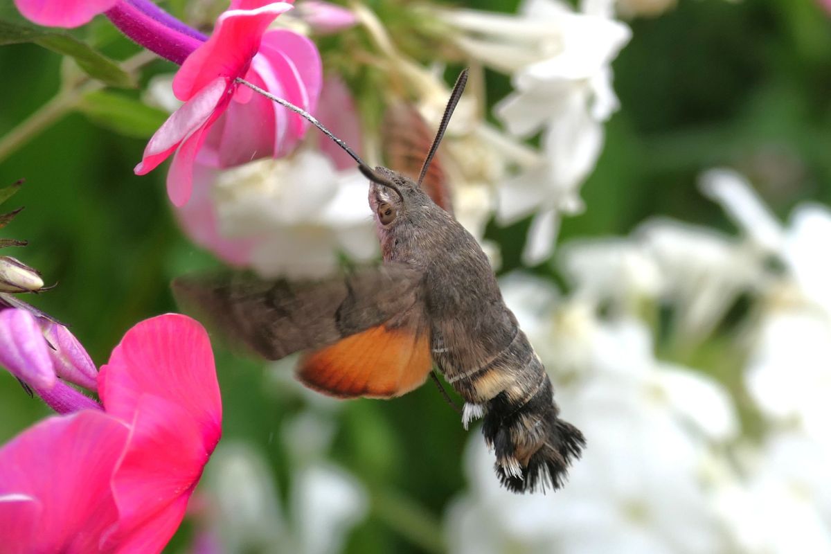Taubenschwänzchen (Macroglossum stellatarum), (c) Benjamin Franke/NABU-naturgucker.de