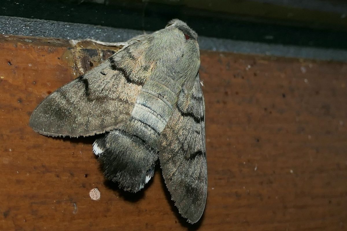 Taubenschwänzchen (Macroglossum stellatarum), (c) Jörg Tilmans/NABU-naturgucker.de