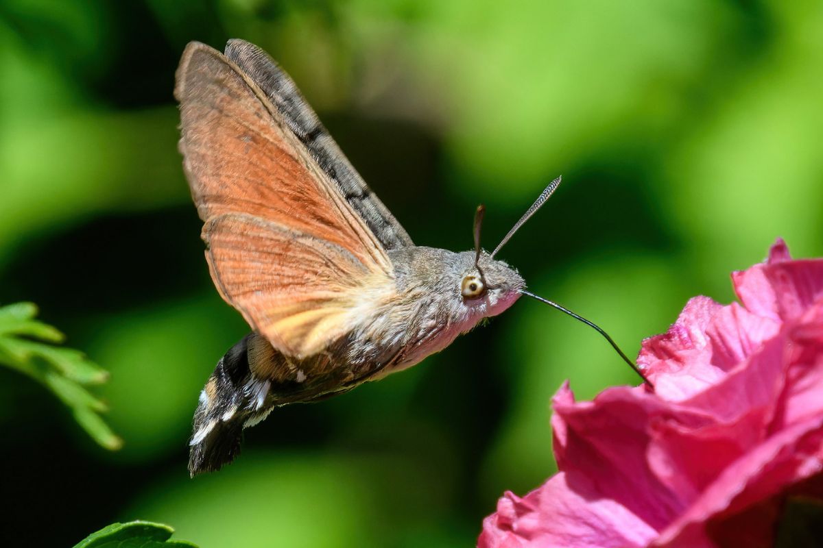 Taubenschwänzchen (Macroglossum stellatarum), (c) Ulrich + Karin Klein/NABU-naturgucker.de